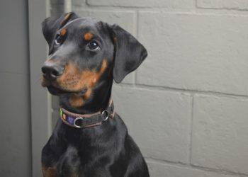 Šuo, dobermanas | pixabay.com nuotr.