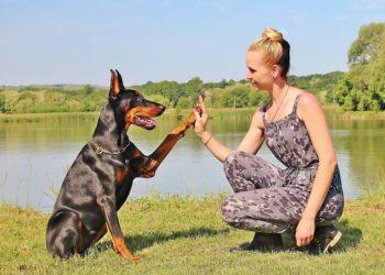 Šuo, dobermanas | pixabay.com nuotr.