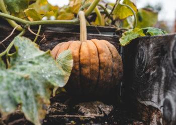 Kaip tinkamai tvarkyti žaliąsias atliekas rudenį?