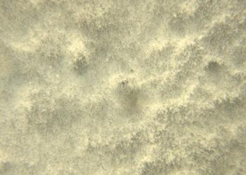 „Negyvoji zona“ Baltijos jūroje – viena didžiausių pasaulyje