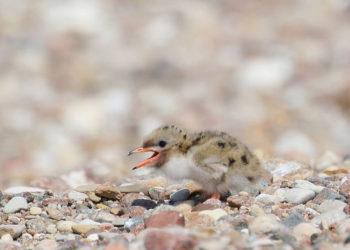 Pažeidėjų lėšos – pagalbai paukščiams