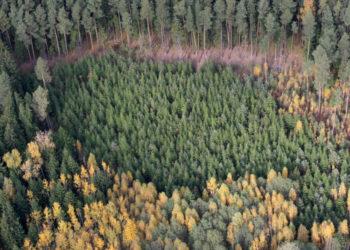 Minint Miškininko dieną, rugsėjį laukia beveik 30 pramogų miške