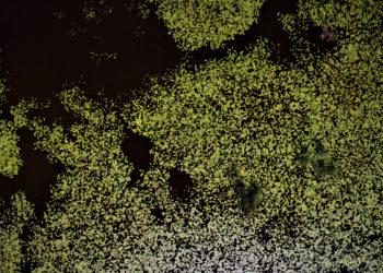 Žuvinto biosferos rezervato