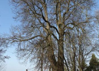 Daujėnų liepa | wikipedia.org nuotr.