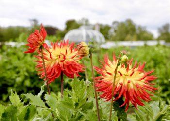 VDU Botanikos sode Kaune pražydo puošniausios rudens gėlės – gausus jurginų rinkinys