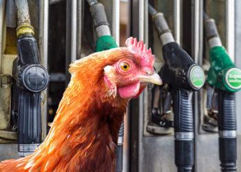 Kuro kainos | Alkas.lt koliažas