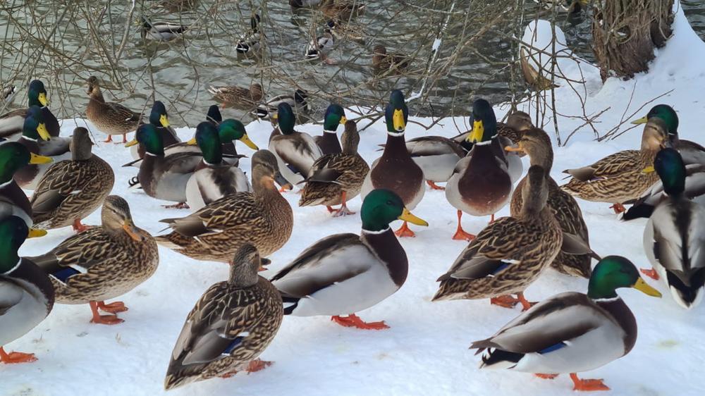 Antys | Alkas.lt, A. Sartanavičiaus nuotr.