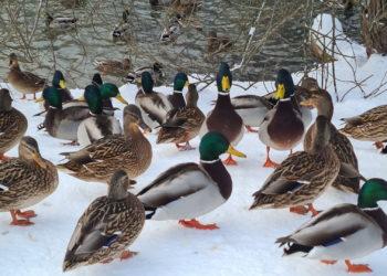 Antys | Alkas.lt, A. Sartanavičiaus nuotr.