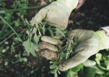 Jau galima išreikšti nuomonę dėl glifosato ateities Europos Sąjungoje