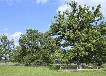 Pasirūpinta Rumšiškių ąžuolais senoliais | lrv.lt nuotr.