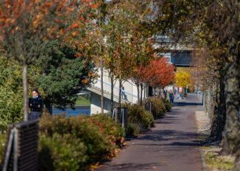 Vilniuje griežtės želdinių apsauga