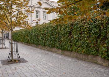 Vilniuje bus pasodinta tūkstančiai medžių