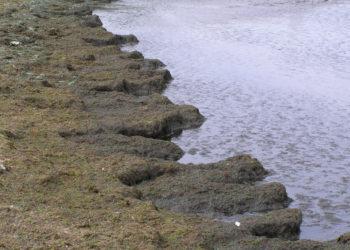 Prezidento veto: valstybės institucijos ir pareigūnai turi reaguoti į pranešimus apie žalą gamtai