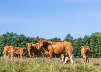Gero ūkininko varžytuvių baigiamasis žingsnis