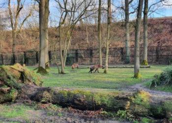 Nebeliks galimybės savavališkai aptverti mišką prisidengiant laukinių gyvūnų laikymu