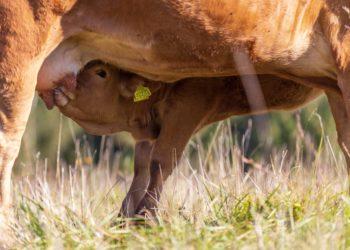 Gyvūlininkystė | Ž. Morkvėno nuotr.