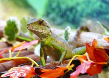 Aplinkosaugininkai ragina nedovanoti gyvūnų