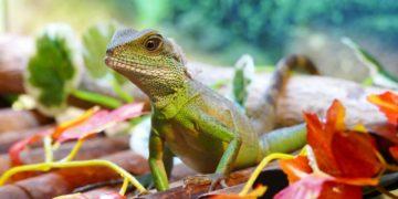 Aplinkosaugininkai ragina nedovanoti gyvūnų