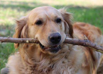 Šuo, labradoras | pixabay.com nuotr.