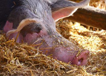 EK išgirdo Lietuvos raginimus gelbėti kiaulininkystę