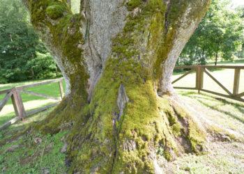 Senasis uosis įgavo stiprybės