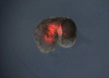 Gyvos mašinos išmoko daugintis. Kol kas mėgintuvėlyje, bet mokslininkai jau žada aprūpinti jas nervų sistema (video)