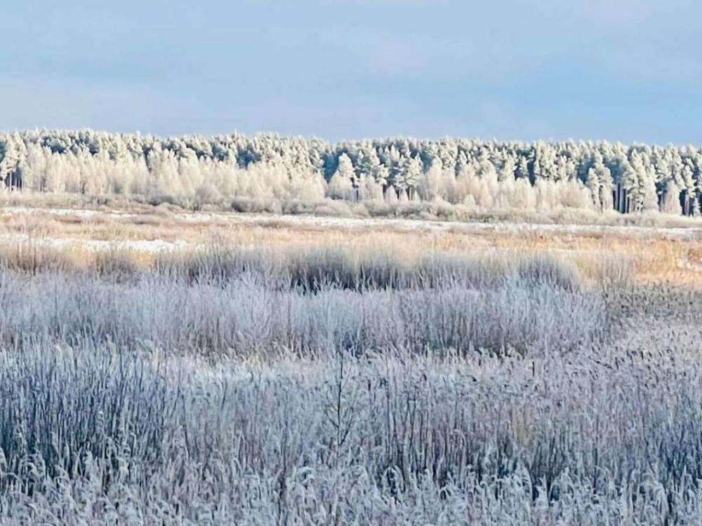 L. Purlienė. Naujieji metai ir tyla