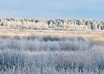 L. Purlienė. Naujieji metai ir tyla
