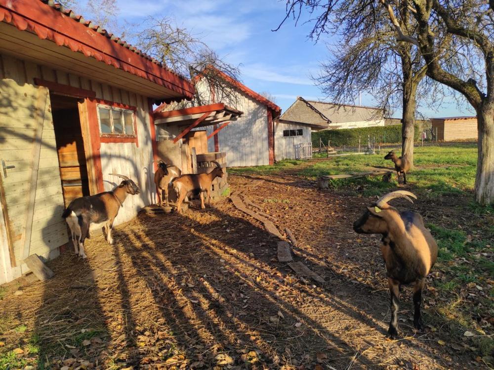Vladas ir Laima Chockevičiai didmiestį iškeitė į Žemaitijos kaimą (video)