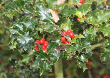 Kalėdiniai augalai – ne vien tik eglutės