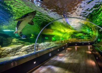 A. Gaidamavičius. Ežerų muziejaus vizijos įgyvendinimo link