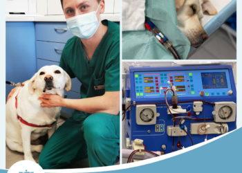 Veterinaro pagalba jūsų naminiam gyvūnėliui: kaip pasirinkti specialistą?