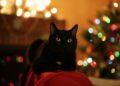Kalėdos, katė | pixabay.com nuotr.