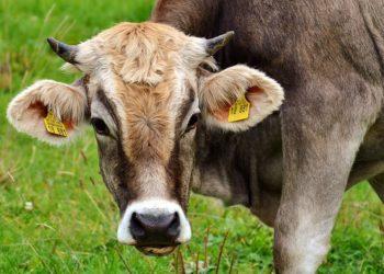 K. Navickas aiškinsis dėl Kinijos ribojimų