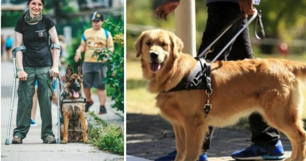 Lietuva gali būti pirmoji Baltijos šalis, turinti apmokytų šunų pagalbininkų rengimo centrą