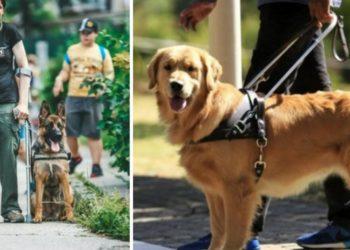 Lietuva gali būti pirmoji Baltijos šalis, turinti apmokytų šunų pagalbininkų rengimo centrą