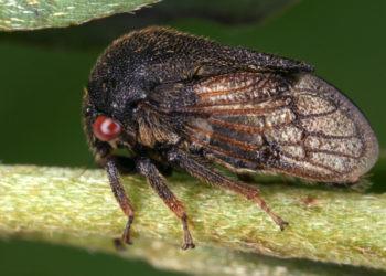 Išrinktas 2022 metų saugotinas gamtoje gyvenančių rūšių dešimtukas