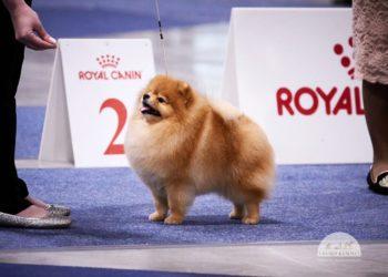 Aukščiausiais apdovanojimais džiugina ir keturkojai