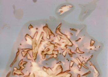 Bus pristatyta Ievos Rutės paroda „vaizdai virsmai“