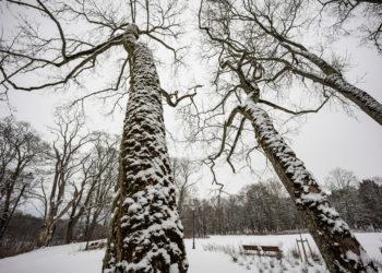 Vilnius imasi brandžių medžių priežiūros