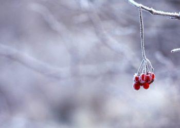 Kokie darbai laukia sode įpusėjus žiemai?