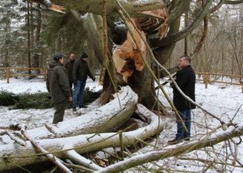 Gamtos šėlsmas vėl sužalojo „Raganų eglę”