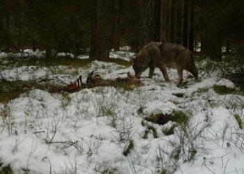 Vilkai Lietuvoje – grėsmingai plintantys ar pažeidžiami? (video)