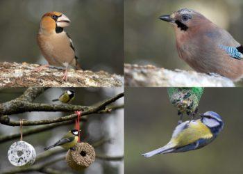 Paukščiai prie mano namų 2022