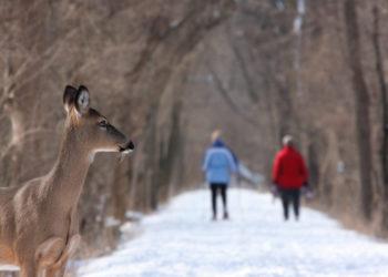Laisvalaikis miške žiemą: ką reikia žinoti, kad poilsiautume atsakingai