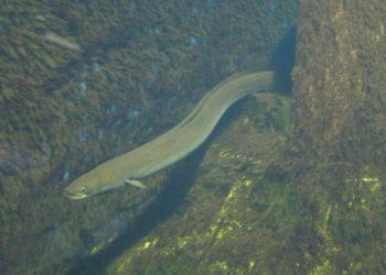 Ungurys | am.lrv.lt nuotr.