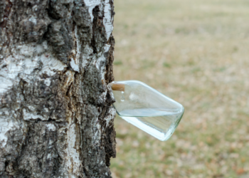 Jau teka sula: ką reikia žinoti norintiems ją leisti?