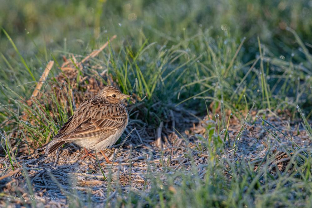 Dirvinis vieversys | D. Račkauskaitės nuotr.