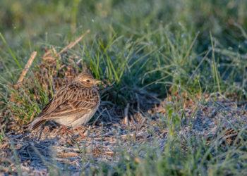 Dirvinis vieversys | D. Račkauskaitės nuotr.