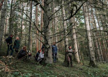 R. Umbrasienė. Šimonių ir Labanoro girias toliau kirs?